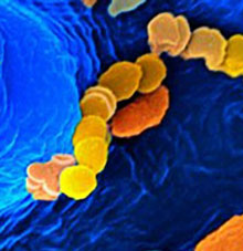 Center for Microbiome Innovation
